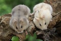 Two Campbell dwarf hamsters are foraging on a dry tree trunk.