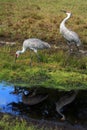 Two Canada cranes