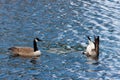 Canada geese feeding and swimming in blue lake Royalty Free Stock Photo