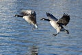 Two Canada Geese Coming in for Landing on the Lake Royalty Free Stock Photo