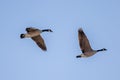 Two Canada geese in flight against a blue sky