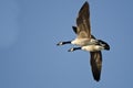 Two Canada Geese Flying in a Blue Sky Royalty Free Stock Photo