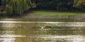 Two Canada Geese Flying Over Lake Royalty Free Stock Photo