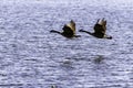 Two Canada Geese Royalty Free Stock Photo