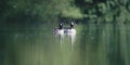 Two Canada Geese on a Lake Royalty Free Stock Photo