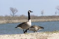 Two Canada Geese on lake shore Royalty Free Stock Photo