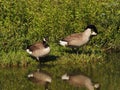Two Canada geese pausing at a pond Royalty Free Stock Photo
