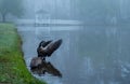 Two Canada Geese on a pond