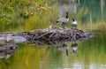 Two Canada Geese show their water reflections in a small pond. Royalty Free Stock Photo