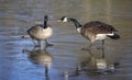 Two Canada Geese standing on frozen lake surface honking at one another Royalty Free Stock Photo