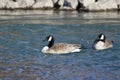 Two Canada Geese Swimming in the Blue River Royalty Free Stock Photo