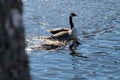 two canada geese swimming in blue water Royalty Free Stock Photo