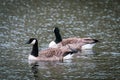 two Canada geese swimming on a lake Royalty Free Stock Photo