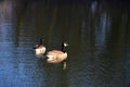 Two Canada geese swimming in a lake Royalty Free Stock Photo