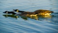 Two canada geese swimming on lake Royalty Free Stock Photo