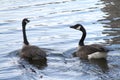 Canada geese swimming in the reflecting pond water Royalty Free Stock Photo