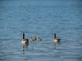 Two canada geese swimming with three goslings on a lake Royalty Free Stock Photo