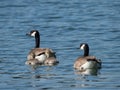 Two Canada Geese Swimming With Two Goslings On A Lake