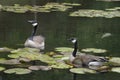 Two Canada Geese swimming with water lilies. Royalty Free Stock Photo