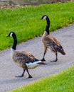 Two Canada Geese walking together Royalty Free Stock Photo