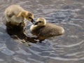 Two Canada goose chicks are playing in the water Royalty Free Stock Photo