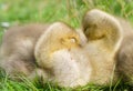 two Canada goose goslings Royalty Free Stock Photo