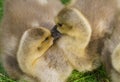 Two Canada goose goslings Royalty Free Stock Photo