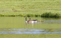 Canada Goose Family in Pond Royalty Free Stock Photo