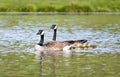 Canada Goose Family Swimming in Pond Royalty Free Stock Photo