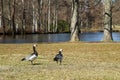 Two Canada gooses standing on the grass