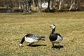 Two Canada gooses standing on the grass