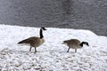 Two canada gooses are standing on the meadow Royalty Free Stock Photo