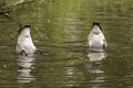 Two Canadian Geese Bobbing For Food In A Lake Royalty Free Stock Photo