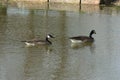 Two Canadian geese  Branta canadensis swimming on a pond in Spring Royalty Free Stock Photo