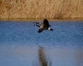 Two Canadian Geese in Flight above Water at Rend Lake in Illinois