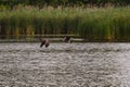 Two Canadian Geese Flying One Following the Other