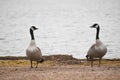Two Canadian Geese Looking at Each Other by Lake Royalty Free Stock Photo