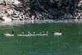 Goose Family Swimming in Pond