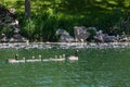 Goose Family Swimming in Pond