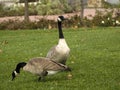 Two Canadian Geese at a park