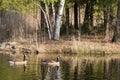 Two Canadian Geese on a Pond Royalty Free Stock Photo