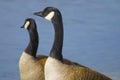 Two Canadian Geese standing in front of the blue water