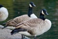 Canadian geese standing in line