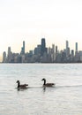 Canadian geese swim past the Chicago skyline in the water of Lake Michigan at sunset Royalty Free Stock Photo
