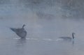 Two canadian geese swimming Royalty Free Stock Photo