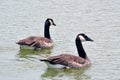 Two canadian geese swimming on the lake, close-up Royalty Free Stock Photo