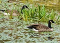 Two Canadian Geese Swimming on a Mountain a Pond Royalty Free Stock Photo
