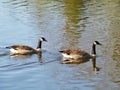 Two Canadian geese swimming in a pool