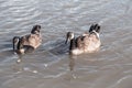 Two Canadian geese swimming in water Royalty Free Stock Photo
