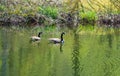Two Canadian Geese Swimming on a Woodland Pond